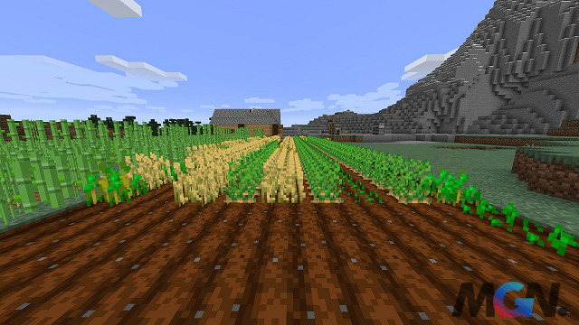 Placing crops in rows speeds up their overall growth